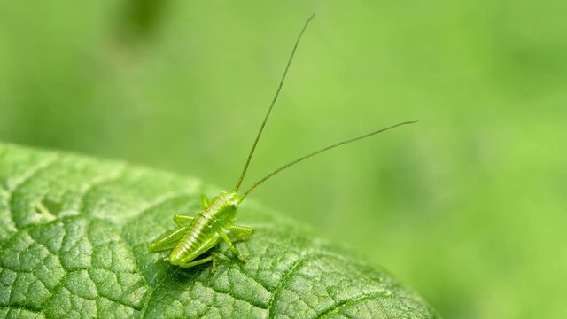 UHD video - The larva of grasshopper. Animal uses disguise