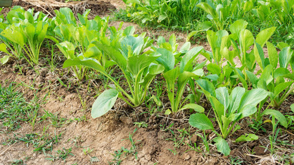 Cantonese plant in the vegetable garden.