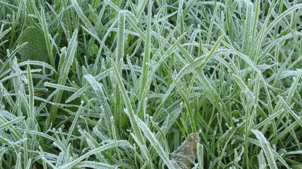 Frost on the grass early in the morning