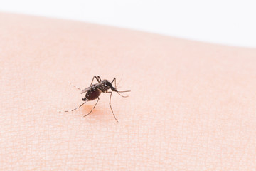 Aedes aegypti Mosquito. Close up a Mosquito sucking human blood,
