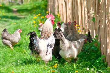 Hens and rooster
