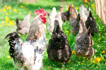 Hens and rooster