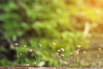 Mushrooms Wild in tropical forest