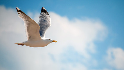 Seagul in flight