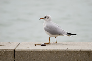 Common gull or Larus canus