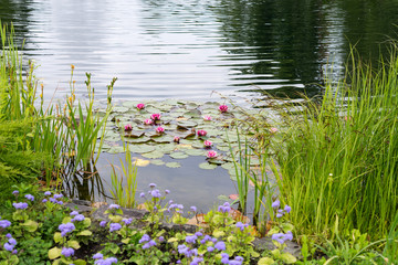 Blossom pink waterlily or lotus in pond.