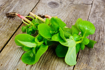 Fresh Green Purslane