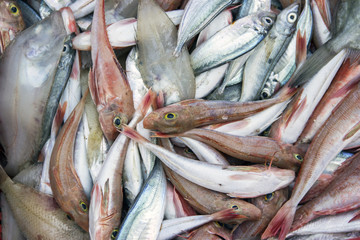 Several different types of sea fish