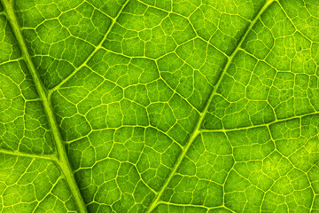 Leaf Texture./ Leaf Texture.