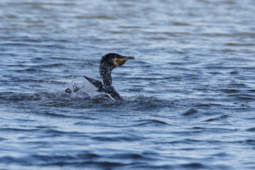 Cormorant, Phalacrocorax carbo