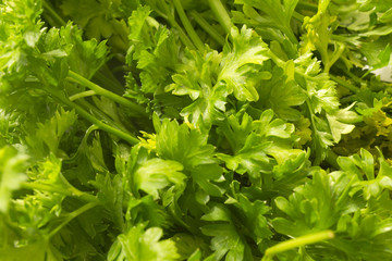 This is a photograph of fresh Parsley