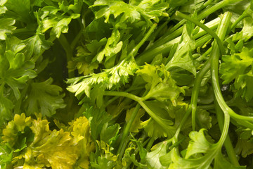 This is a photograph of fresh Parsley