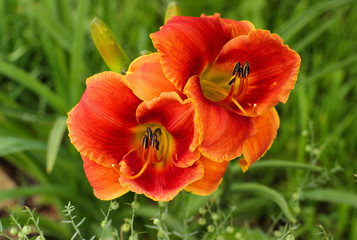 Fototapeta premium Hemerocallis flowers