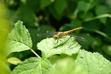 dragonfly