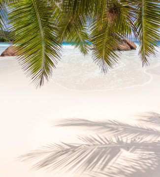 palmes de cocotier sur plage d'anse Lazio, Praslin, Seychelles