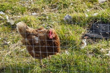 Chicken behind corral