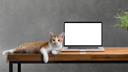 cat sitting with blank laptop on wooden table isolated on white