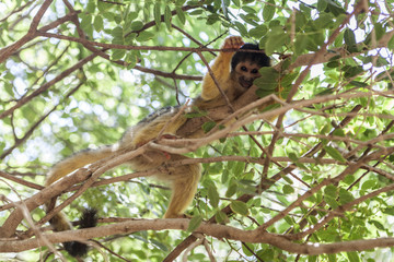 Monkey An Tree