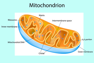 Mitochondrion. Components of a typical mitochondrion. Structure. Interactive diagram - obrazy, fototapety, plakaty