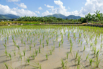 Planting new paddy rice © leungchopan