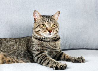 Fototapeta na wymiar Cute cat on grey couch