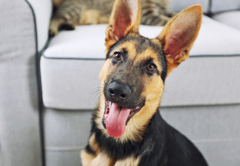 Cute dog shepherd at home