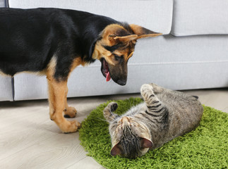 Cute cat and funny dog playing on carpet