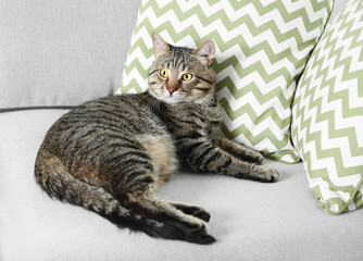 Cute cat on grey couch