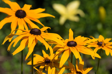 Beautiful yellow coneflower in the garden in the early morning