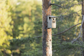 Bird House on Pine Tree