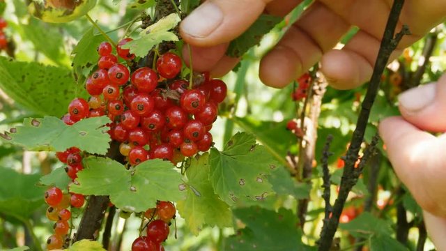 Red currants harvesting details