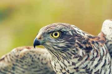 Sparrow-hawk