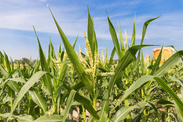 Fototapeta premium corn field close up on blue sky background