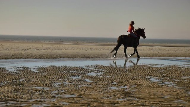 frison et sacavali&egrave;re au trot et au galop (slow motion 1080p)