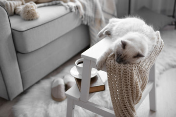 Color-point cat with scarf lying on white chair in living room