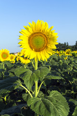 Natural beautiful sunflowers in the field
