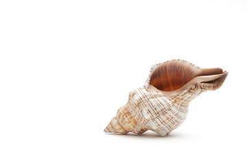 Muschel Meeresschnecke vor weissem Hintergrund