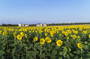 Obraz premium Natural beautiful sunflowers in the field
