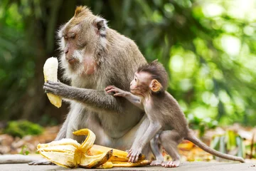 Papier Peint photo Lavable Singe Les singes mangent des bananes. Forêt des singes à Ubud, Bali, Indonésie.