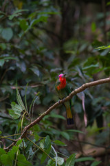 Red-bearded Bee-Eater perching on the branch