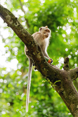 Monkey sits on tree. Monkey forest in Ubud, Bali, Indonesia.