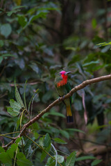 Red-bearded Bee-Eater perching on the branch