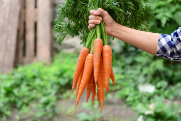 Woman holding fresh carrots