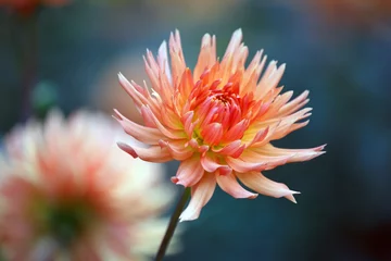 Crédence de cuisine en verre imprimé Dahlia Beautiful Multicolored Dahlia Flower