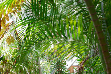 Palm in the botanical garden