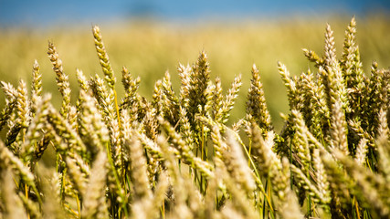 Summer Landscape with Wheat Field and Clouds