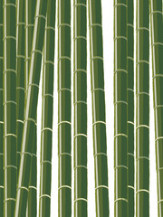 Fototapeta premium Bamboo background