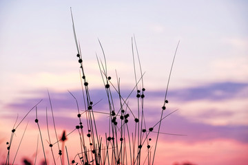 Fototapeta premium Wild meadow grass on sunrise sky background