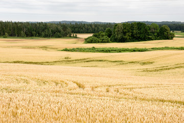 Fototapeta na wymiar Summer Landscape with Wheat Field and Clouds