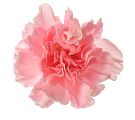 Beautiful pink carnation flower isolated on white